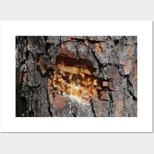 Pine Tree Sap Posters and Art